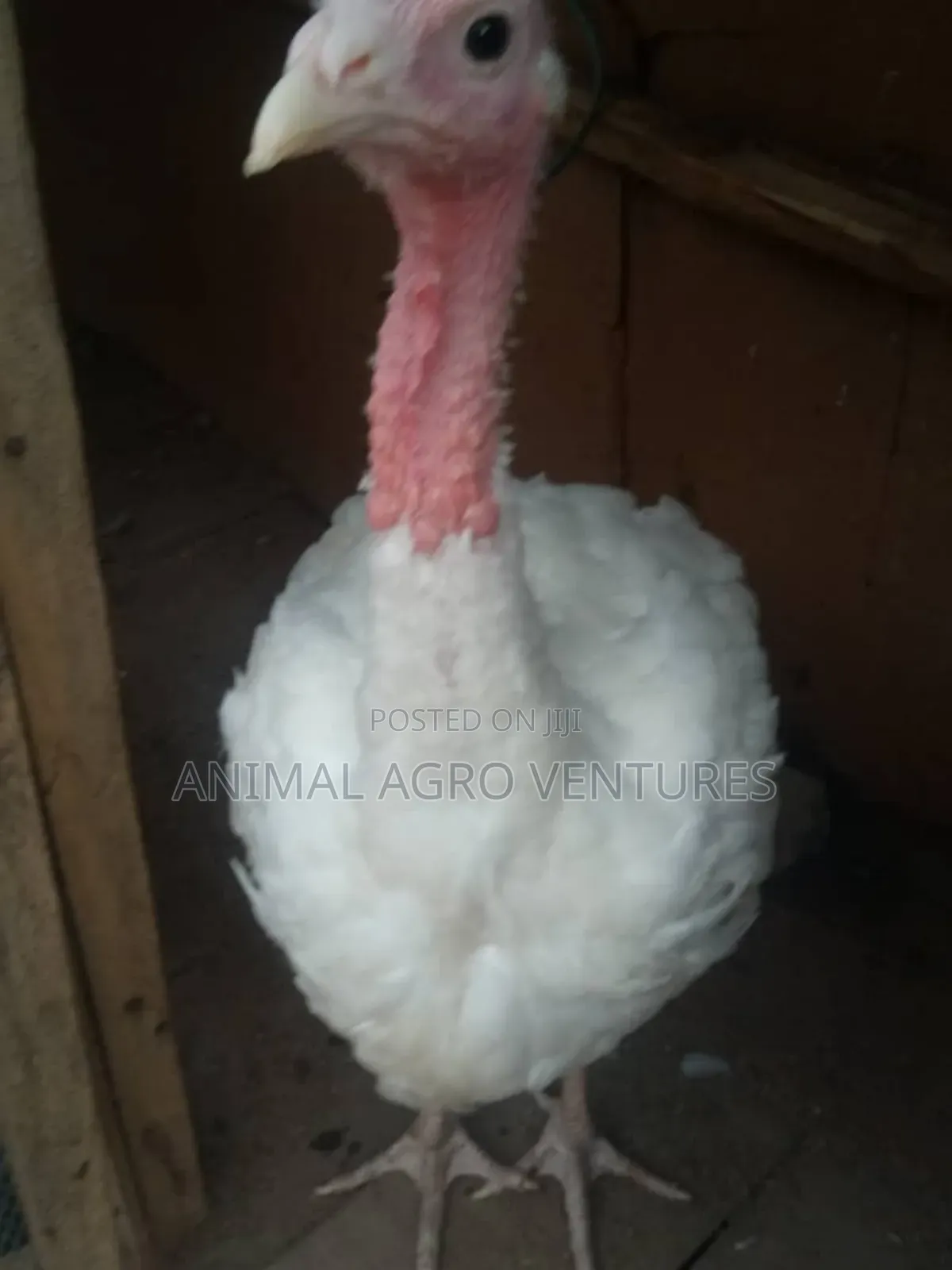 Local Turkey