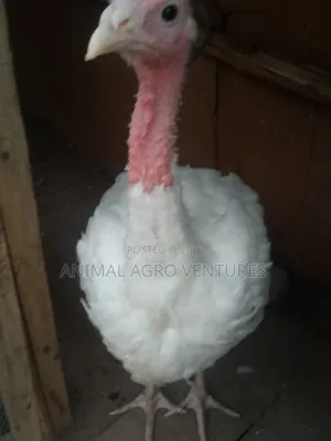 Local Turkey