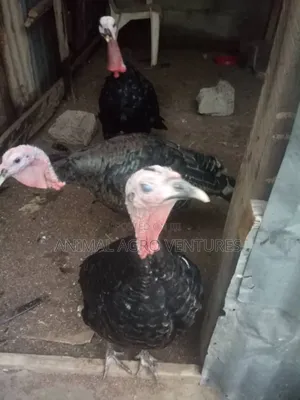 Local Turkey