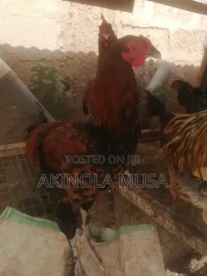 Noiler Chickens