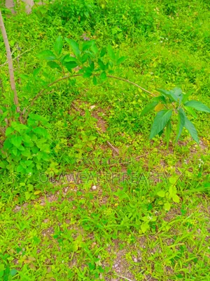 1,300sqm Commercial Plot at Jahi by Gilmore