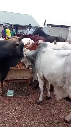 Cows for Sale in Abuja