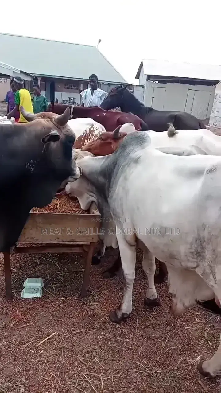 Cows for Sale in Abuja