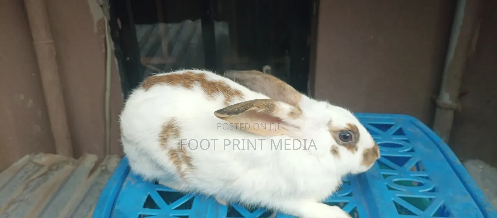 Weaners Rabbits
