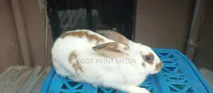 Weaners Rabbits