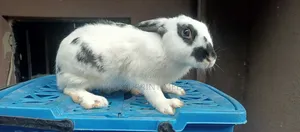 Weaners Rabbits