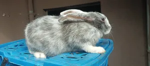 Weaners Rabbits