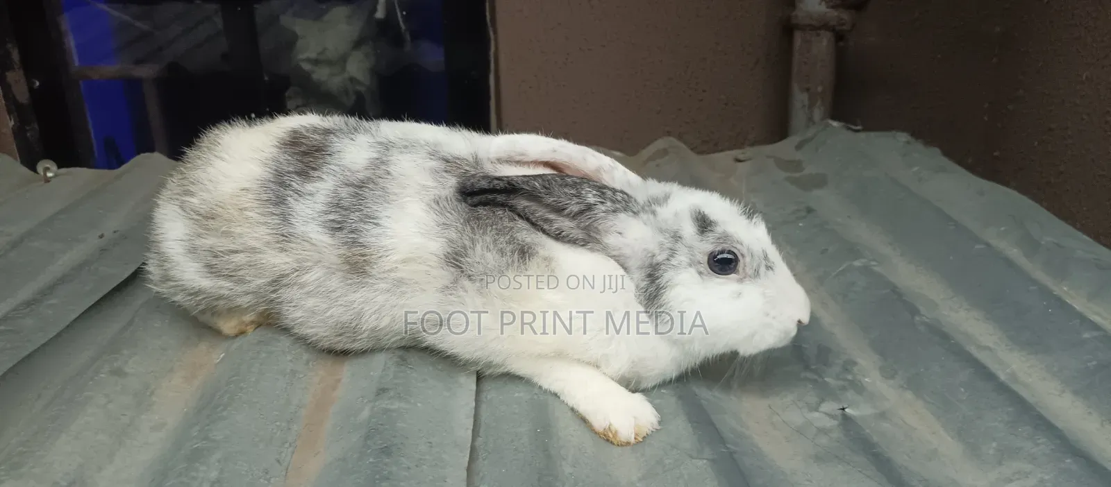 Weaners Rabbits