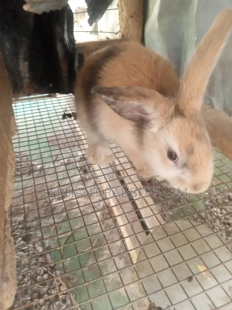 Rabbits in Different Breeds Available for Sale (Weaners)