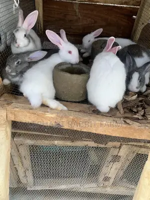 Rabbits in Different Breeds Available for Sale (Weaners)