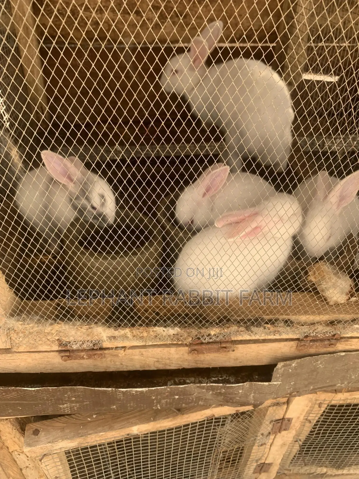 Rabbits in Different Breeds Available for Sale (Weaners)