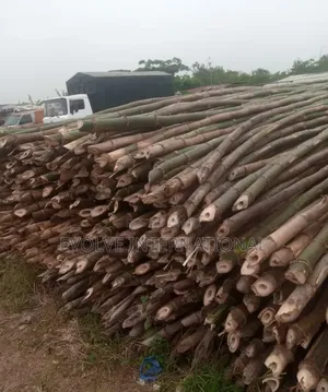 Bamboo Woods