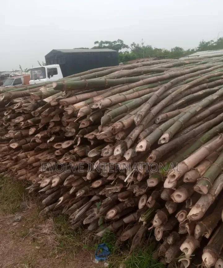 Bamboo Woods