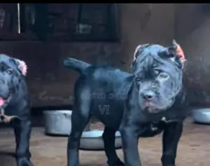 1-3 months Female Purebred Cane Corso