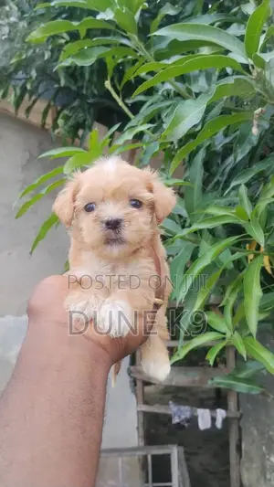 1-3 months Female Purebred Lhasa Apso