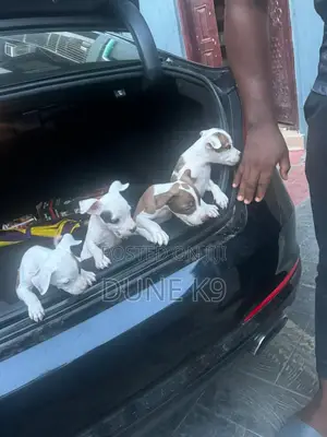 1-3 months Male Purebred American Pit Bull Terrier