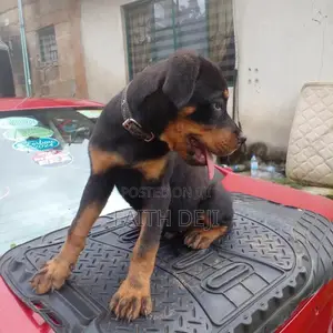 1-3 months Male Purebred Rottweiler