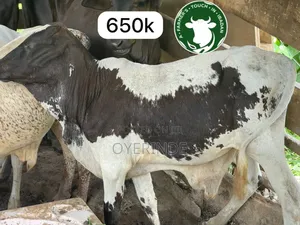 Ruminants Large and Small Ruminant D