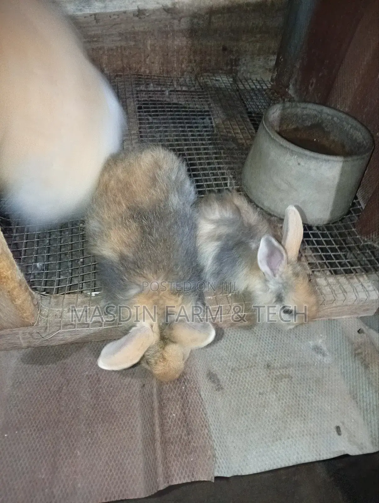 Fluffy Angora Growers