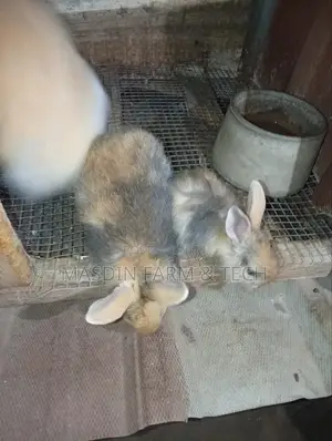 Fluffy Angora Growers