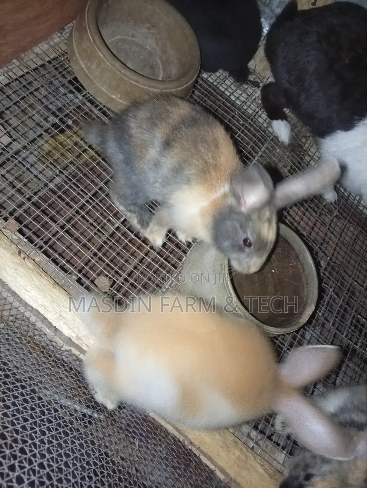 Fluffy Angora Growers