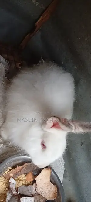 Giant Male Angora Breed