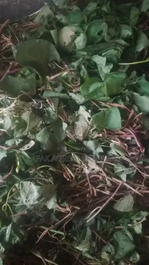 Ofsp Potatoes Vines