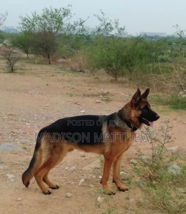 1+ year Male Purebred German Shepherd