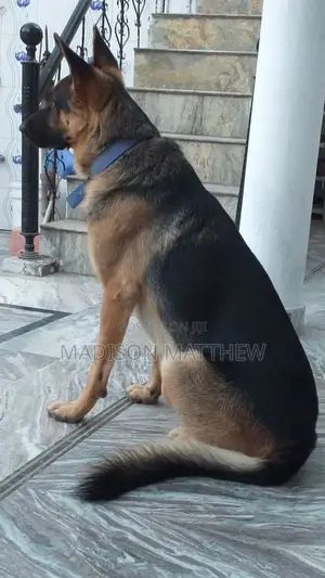 1+ year Male Purebred German Shepherd