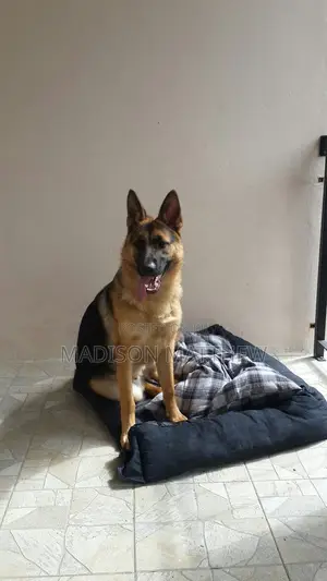 1+ year Male Purebred German Shepherd
