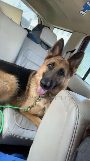 1+ year Male Purebred German Shepherd