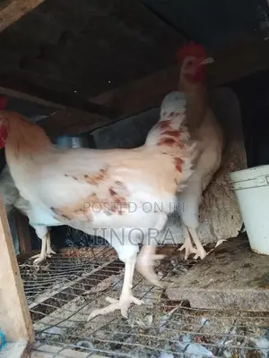 Cockerels Chickens