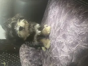 1-3 months Male Purebred Lhasa Apso