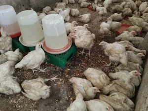 Broiler Chicken 8 Weeks Old