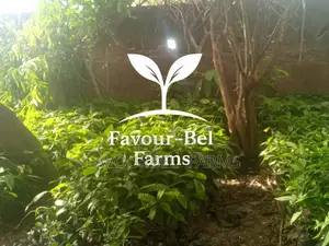 Hybrid Cocoa Seedlings