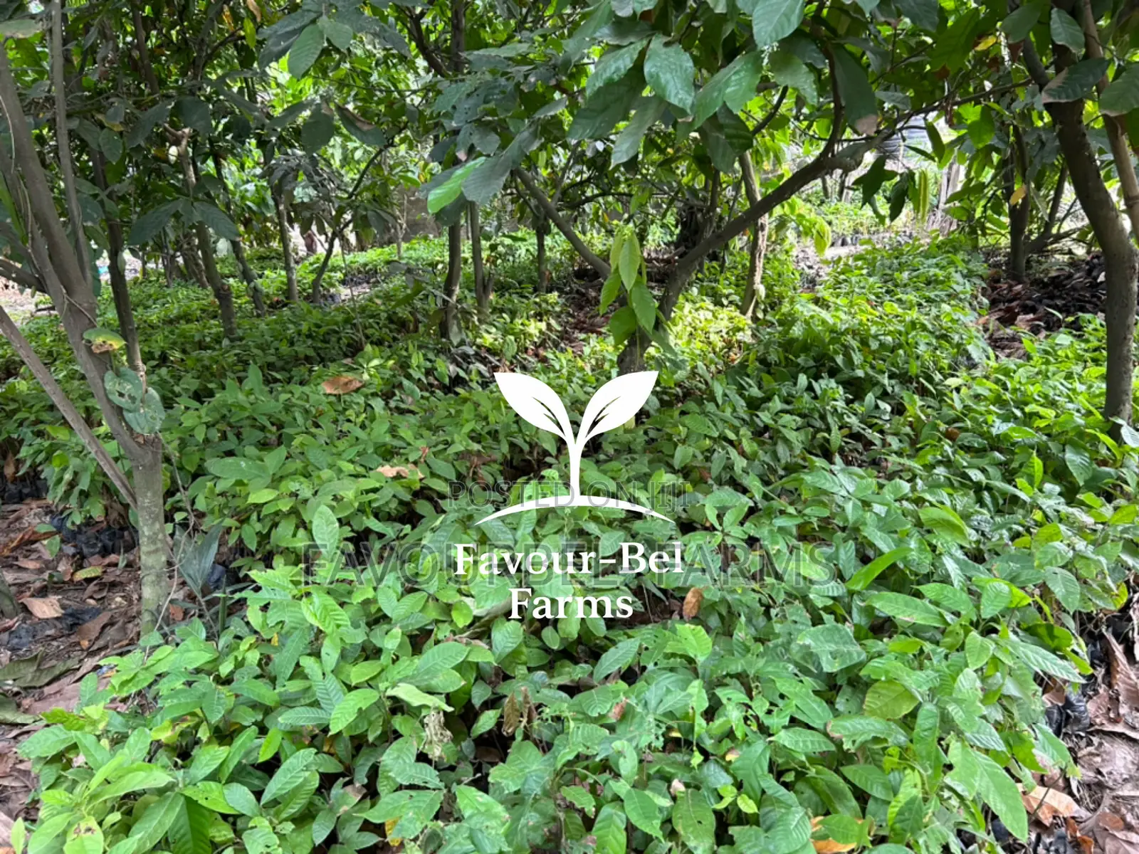 Hybrid Cocoa Seedlings
