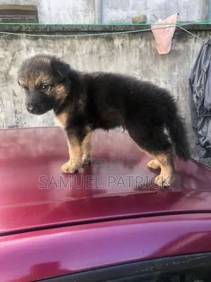 1-3 months Male Purebred German Shepherd