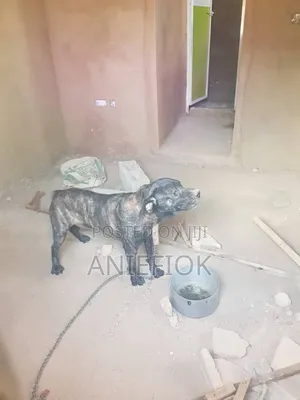 1+ year Male Mixed Breed Boerboel