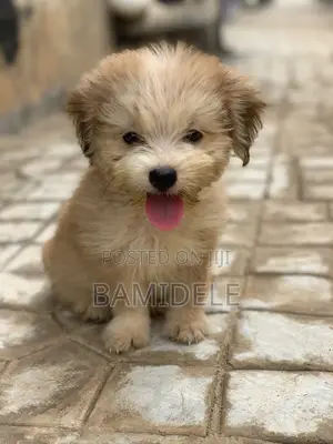 3-6 months Male Purebred Lhasa Apso
