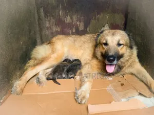 1+ year Female Purebred Caucasian Shepherd
