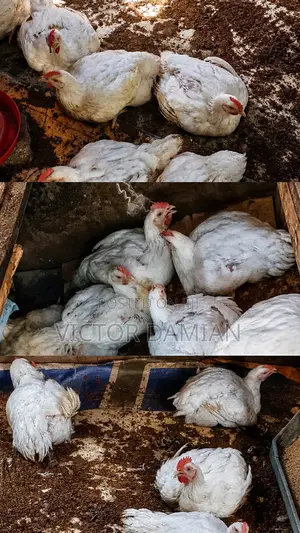 Broilers for Sale