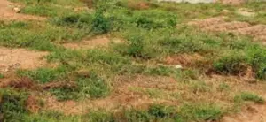 2.20 Hectares Residential Land for Sale in Katampe