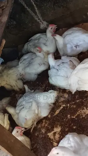Broilers for Sale