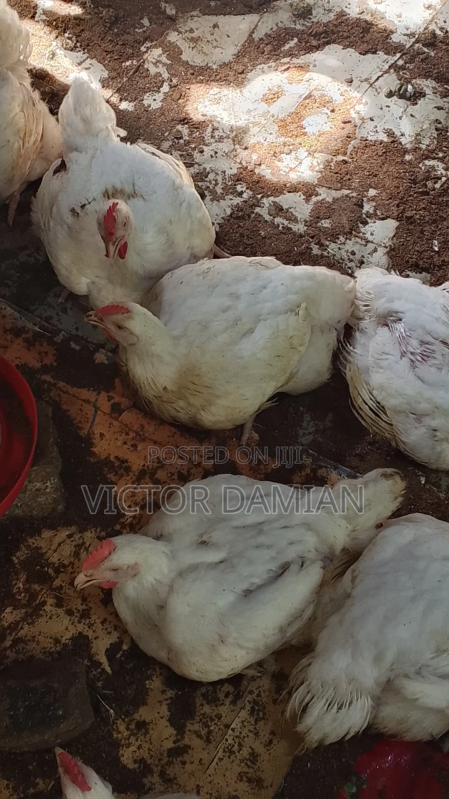 Broilers for Sale