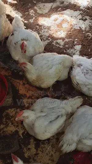 Broilers for Sale