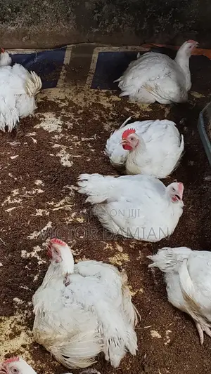 Broilers for Sale