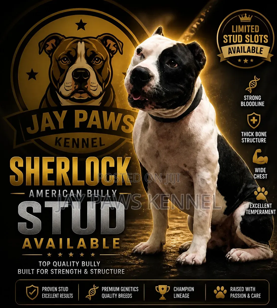 American Bully Available for Stud Services