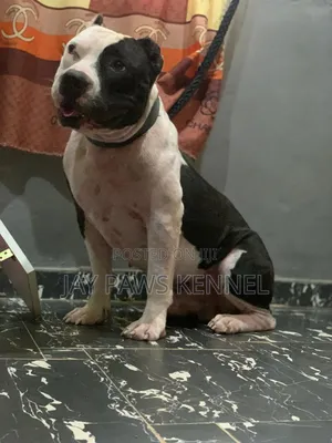 American Bully Available for Stud Services