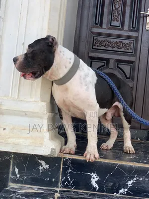 American Bully Available for Stud Services
