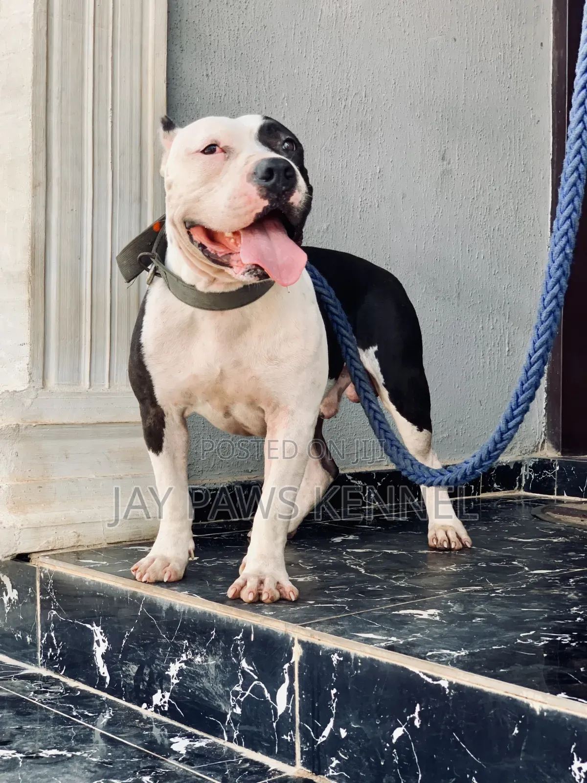 American Bully Available for Stud Services
